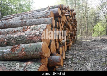 Big pile of logs in the woods. Stock Photo