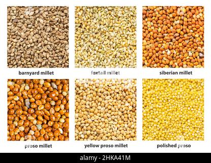 set of square food background - various millet seeds with names close up Stock Photo