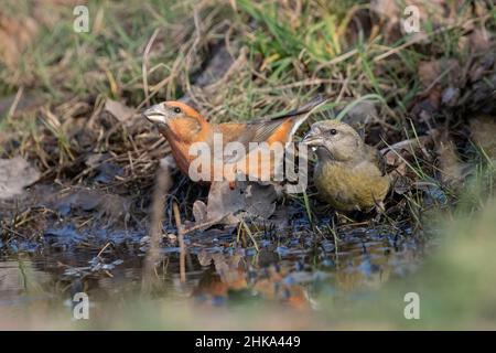 Crossbill Drinking From Pool of Water Stock Photo