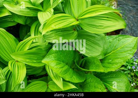 Fat textured bright green leaves by a flowing stream nature background Stock Photo