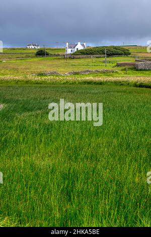 Reeds in Papil Water on Fetlar in the Shetland Islands. Stock Photo