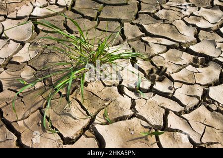 Infertile land burned by the sun: famine and poverty concept Stock Photo