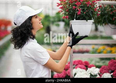 Side view of young woman with dark curly hair taking care of colorful flowers at orangery. Attractive florist in uniform standing at large greenhouse with pot in hands.  Stock Photo