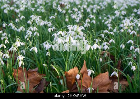 Maidenhead, Berkshire, UK. 1st February, 2022. Snow drops by the River Thames on a warm morning. Temperatures are on the increase and there is a feeling of Spring in the air. Credit: Maureen McLean/Alamy Stock Photo