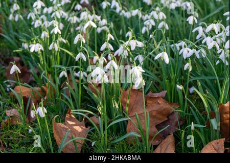 Maidenhead, Berkshire, UK. 1st February, 2022. Snow drops by the River Thames on a warm morning. Temperatures are on the increase and there is a feeling of Spring in the air. Credit: Maureen McLean/Alamy Stock Photo