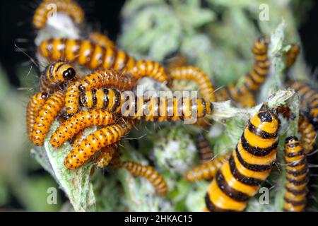 Caterpillars of the cinnabar moth (Tyria jacobaeae) is a brightly coloured arctiid moth. Eating Jacobaea vulgaris Common names include ragwort, common Stock Photo