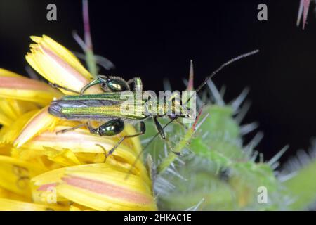 Oedemera nobilis, also known as the false oil beetle, thick-legged flower beetle or swollen-thighed beetle, family Oedemeridae, a common species. Stock Photo