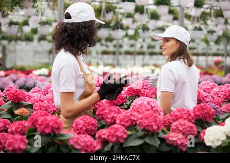 Two female florists in cap, apron and gloves cultivating colorful flowers at greenhouse. Young women working together with plants. Gardening concept. Stock Photo
