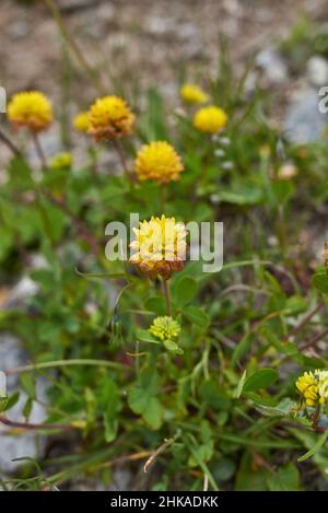 Trifolium badium yellow inflorescence Stock Photo