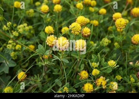 Trifolium badium yellow inflorescence Stock Photo