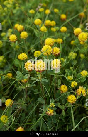 Trifolium badium yellow inflorescence Stock Photo