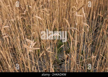 Triticum aestivum agricultural field Stock Photo