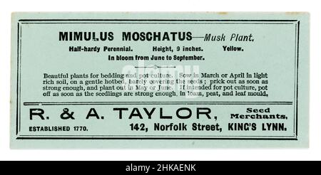 Original early 1900's seed packet containing seeds for mimulus moschatus (musk plant)  from seed merchants R & A Taylor of King's Lynn, Norfolk, England, U.K. circa 1930's Stock Photo