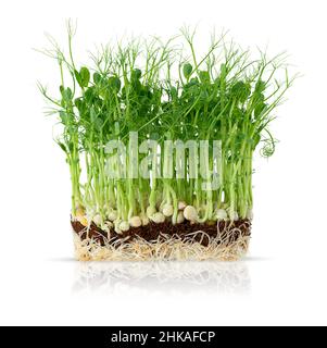 Growing micro greens peas sprouts with potted soil isolated on white background. Stock Photo