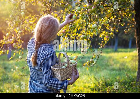 Beautiful young woman holding wicker basket and harvesting apples from fruit tree. Autumn season in orchard. Stock Photo
