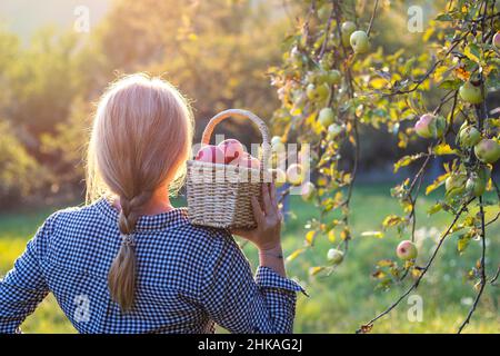 Beautiful young woman holding wicker basket and harvesting apples from fruit tree. Autumn season in orchard. Stock Photo