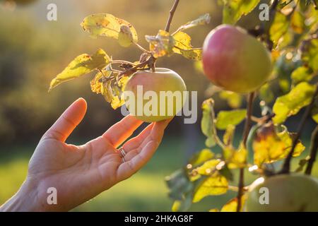 Female hands touching apple in orchard. Harvesting season. Homegrown produce of organic fruits Stock Photo