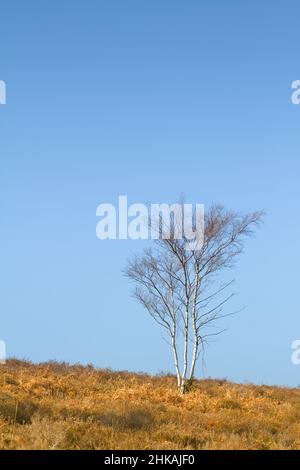 Single Silver Birch Tree, Betula pendula, Against A Blue Sky Amongst Dead Bracken And Heathland In The Sun In Winter, New Forest, UK Stock Photo