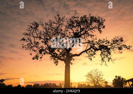 Silhouette tree with golden sunrise sky in the morning. New day with the orange sunrise sky behind the tree. Spiritual and tranquility concept. Beauty Stock Photo