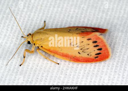 Miltochrista miniata, the rosy footman, is a moth of the family Erebidae. Stock Photo