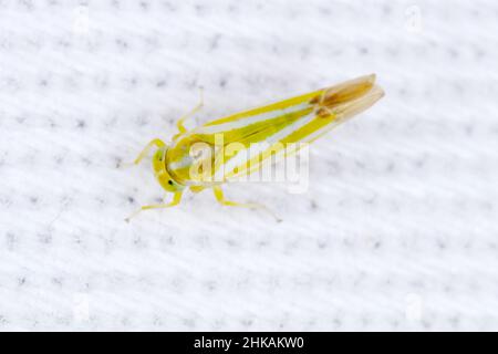 Alebra albostriella, small yellow leafhopper from family Cicadellidae. These insects suck plant sap. Stock Photo