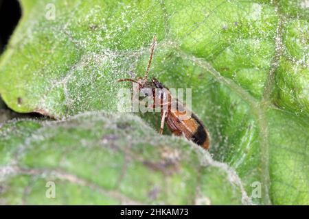 a tiny beetle Notoxus monoceros (scientific name) eating powdery mildew mycelium on the grapevine leaf. High magnification Stock Photo