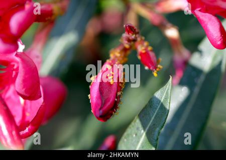 Colony of Aphis nerii on an oleander. It is an insect of the family Aphididae, common names include oleander aphid, milkweed aphid, sweet pepper aphid Stock Photo