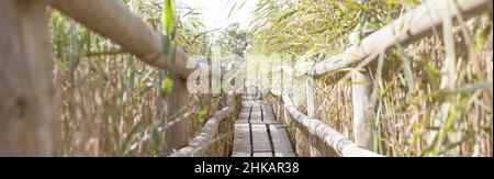 Dry reeds on the lake, wooden path in the swamp. Golden reed grass in autumn in the sun. Minimal, stylish, trendy concept. Stock Photo