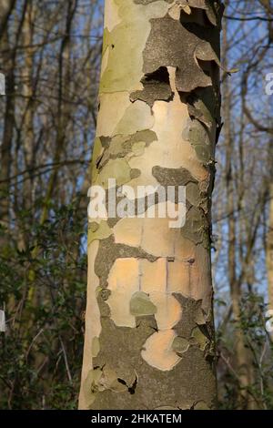 Sycamore tree bark peeling off, to reveal fresh bark underneath. The peeling process gives the tree a camouflaged look Stock Photo