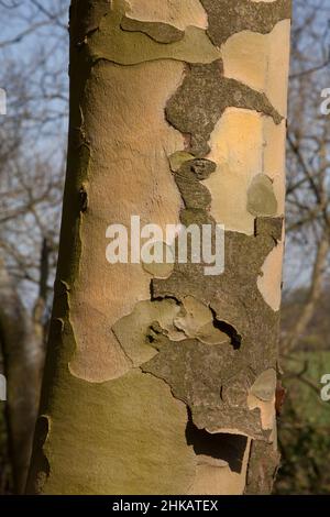 Sycamore tree bark peeling off, to reveal fresh bark underneath. The peeling process gives the tree a camouflaged look Stock Photo