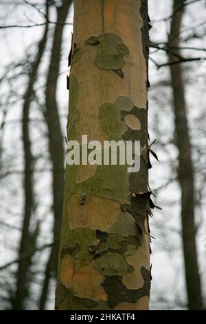 Sycamore tree bark peeling off, to reveal fresh bark underneath. The peeling process gives the tree a camouflaged look Stock Photo