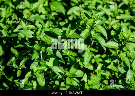 Fresh green peppermint or mentha × piperita, also known as Mentha balsamea leaves in direct sunlight, in an organic herbs garden, in a sunny summer da Stock Photo