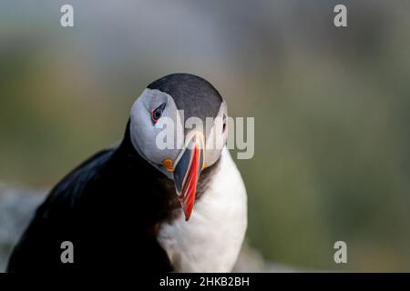 RUNDE, NORWAY - 2020 MAY 06. Atlantic puffin (Fratercula arctica) on the island of Runde in the Norway. Stock Photo