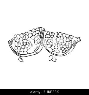 Part pomegranate hand drawn sketch Stock Vector