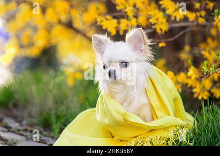 Portrait of a beautiful chihuahua in a yellow scarf in yellow flowers. Stock Photo