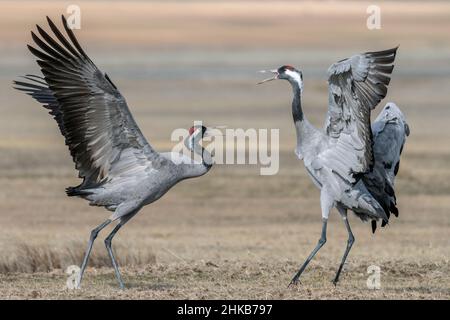 Common crane , Grus grus , fighting , Gallocanta , Spain Stock Photo