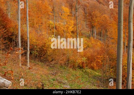 Natural regeneration in the beech forest in the mountains. The Carpathians, Poland. Stock Photo