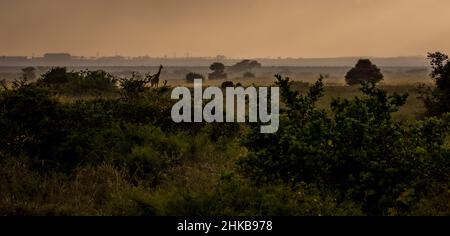 Stunning early morning view of a giraffe standing majestically in the savannah of the Nairobi National Park, Kenya, next to two grazing white rhinos Stock Photo