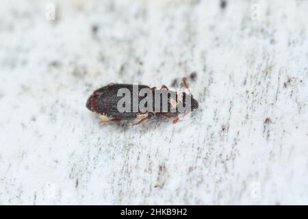 Monotoma longicollis is a species of the family Monotomidae. Sometimes a storage pest. A beetle covered with parasitic mites. Stock Photo