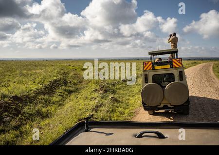 A local safari guide standing on top of his vehicle looking through binoculars searing for wildlife to show the tourists, Nairobi National Park, Kenya Stock Photo