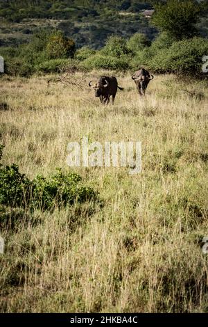View of two approaching African buffalo in the savannah of the Nairobi National Park, near Nairobi, Kenya Stock Photo