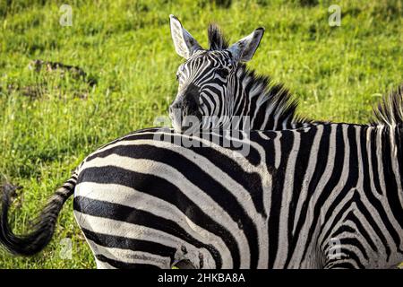 View of wild zebras cuddling with each other in Nairobi National Park, next to Nairobi, Kenya Stock Photo