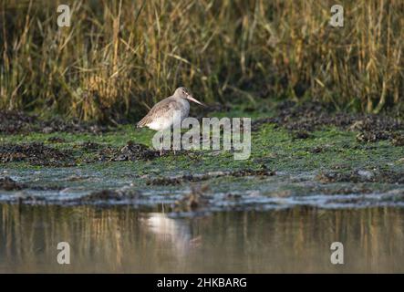 Black-tailed godwit (Limosa limosa) in winter plumage Stock Photo