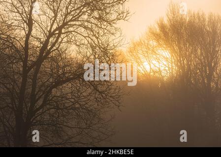 Sunrise in misty forest, Sweden Stock Photo