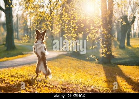 A beautiful Border Collie stands on its hind legs in the sunset rays. Stock Photo