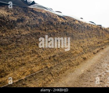 silage clamp face on a dairy farm Stock Photo