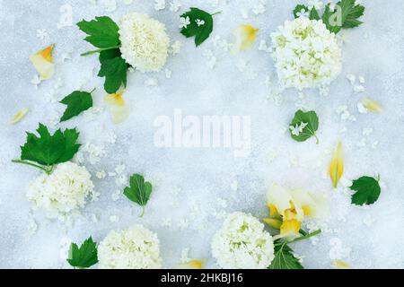 Frame of white hydrangea and yellow flowers on gray background. Flat lay, Top view Stock Photo