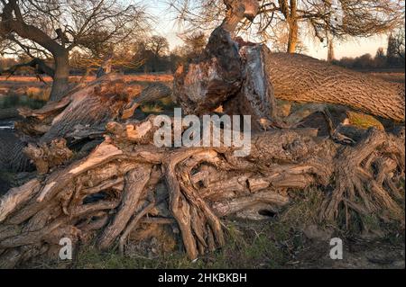 Mangled tree roots of old fallen tree left to decay Stock Photo