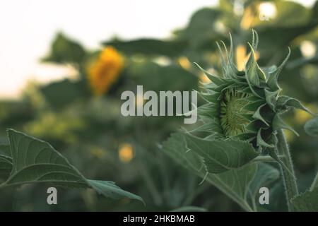 Sunflower before flowering in an agricultural field. Green sunflower on foliage background Stock Photo