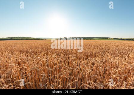 Ripe wheat in the agricultural field. Golden ears of wheat on a hot sunny day Stock Photo
